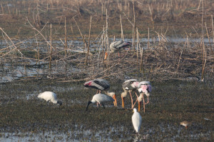 11. 2I5A2557 Painted Stork