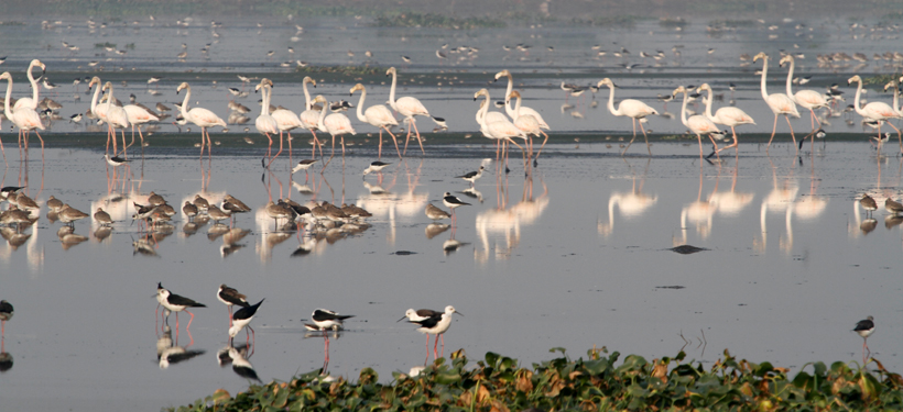 Sultanpur, Birds