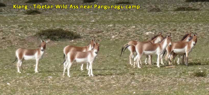 Wild Ass Near the Camp